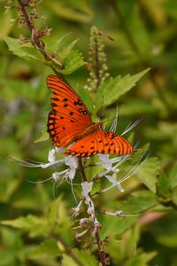 Preview wallpaper butterfly, brown, insect, plant, macro