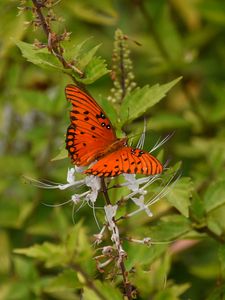 Preview wallpaper butterfly, brown, insect, plant, macro