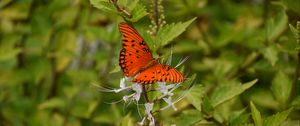 Preview wallpaper butterfly, brown, insect, plant, macro