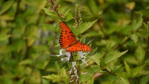 Preview wallpaper butterfly, brown, insect, plant, macro