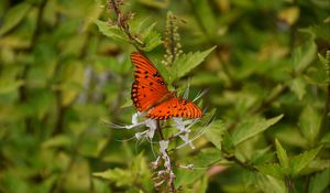 Preview wallpaper butterfly, brown, insect, plant, macro