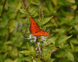 Preview wallpaper butterfly, brown, insect, plant, macro