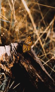 Preview wallpaper butterfly, brown, insect, macro