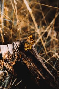 Preview wallpaper butterfly, brown, insect, macro