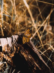 Preview wallpaper butterfly, brown, insect, macro