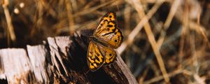 Preview wallpaper butterfly, brown, insect, macro