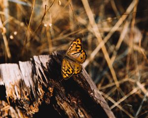 Preview wallpaper butterfly, brown, insect, macro