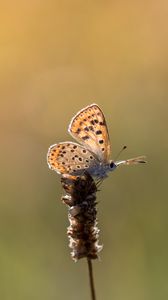 Preview wallpaper butterfly, brown, macro, plant