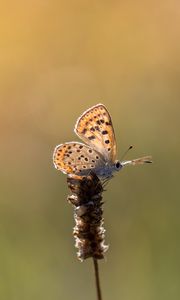 Preview wallpaper butterfly, brown, macro, plant