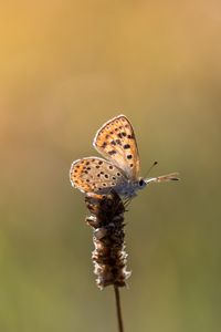 Preview wallpaper butterfly, brown, macro, plant