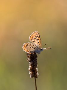 Preview wallpaper butterfly, brown, macro, plant