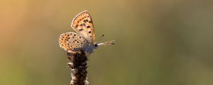 Preview wallpaper butterfly, brown, macro, plant