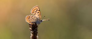 Preview wallpaper butterfly, brown, macro, plant