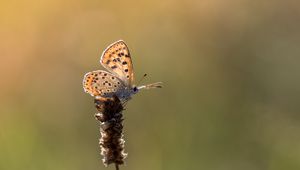 Preview wallpaper butterfly, brown, macro, plant