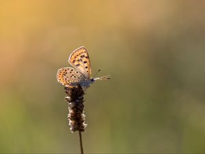 Preview wallpaper butterfly, brown, macro, plant