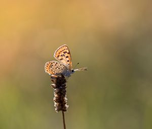 Preview wallpaper butterfly, brown, macro, plant