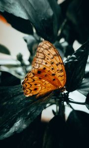 Preview wallpaper butterfly, brown, macro, insect