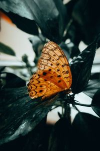 Preview wallpaper butterfly, brown, macro, insect