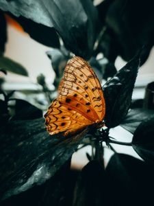 Preview wallpaper butterfly, brown, macro, insect