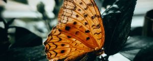 Preview wallpaper butterfly, brown, macro, insect