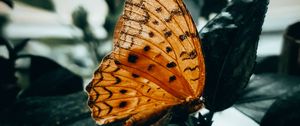 Preview wallpaper butterfly, brown, macro, insect