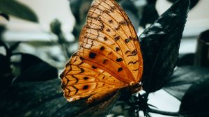 Preview wallpaper butterfly, brown, macro, insect