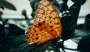 Preview wallpaper butterfly, brown, macro, insect