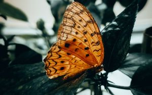 Preview wallpaper butterfly, brown, macro, insect