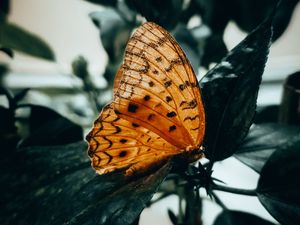 Preview wallpaper butterfly, brown, macro, insect