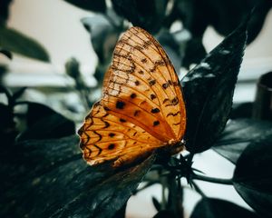 Preview wallpaper butterfly, brown, macro, insect