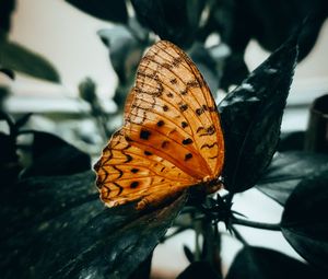 Preview wallpaper butterfly, brown, macro, insect