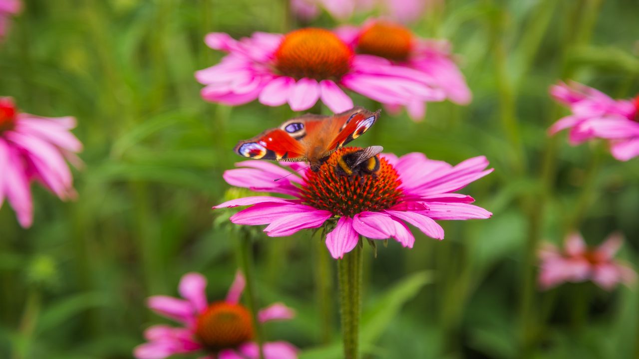 Wallpaper butterfly, bumblebee, bee, flower, petals, macro