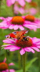 Preview wallpaper butterfly, bumblebee, bee, flower, petals, macro