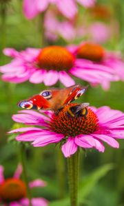 Preview wallpaper butterfly, bumblebee, bee, flower, petals, macro