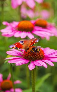 Preview wallpaper butterfly, bumblebee, bee, flower, petals, macro