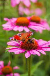 Preview wallpaper butterfly, bumblebee, bee, flower, petals, macro