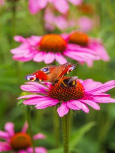 Preview wallpaper butterfly, bumblebee, bee, flower, petals, macro
