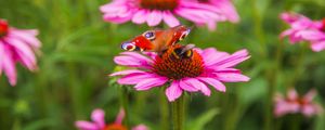 Preview wallpaper butterfly, bumblebee, bee, flower, petals, macro