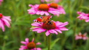 Preview wallpaper butterfly, bumblebee, bee, flower, petals, macro
