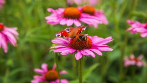 Preview wallpaper butterfly, bumblebee, bee, flower, petals, macro