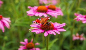 Preview wallpaper butterfly, bumblebee, bee, flower, petals, macro