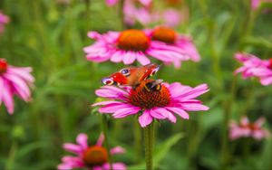 Preview wallpaper butterfly, bumblebee, bee, flower, petals, macro