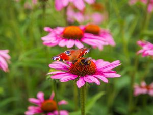 Preview wallpaper butterfly, bumblebee, bee, flower, petals, macro