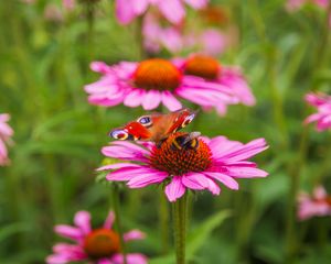 Preview wallpaper butterfly, bumblebee, bee, flower, petals, macro