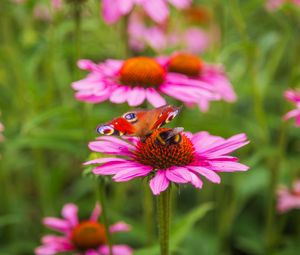 Preview wallpaper butterfly, bumblebee, bee, flower, petals, macro