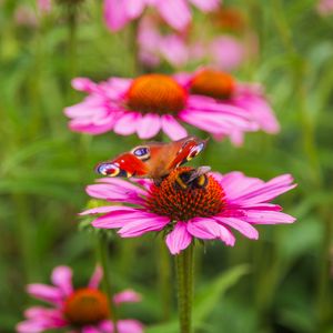 Preview wallpaper butterfly, bumblebee, bee, flower, petals, macro