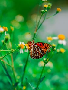 Preview wallpaper butterfly, camomile, flower, macro