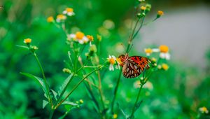 Preview wallpaper butterfly, camomile, flower, macro