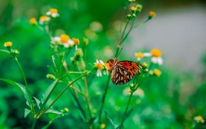 Preview wallpaper butterfly, camomile, flower, macro