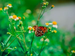 Preview wallpaper butterfly, camomile, flower, macro